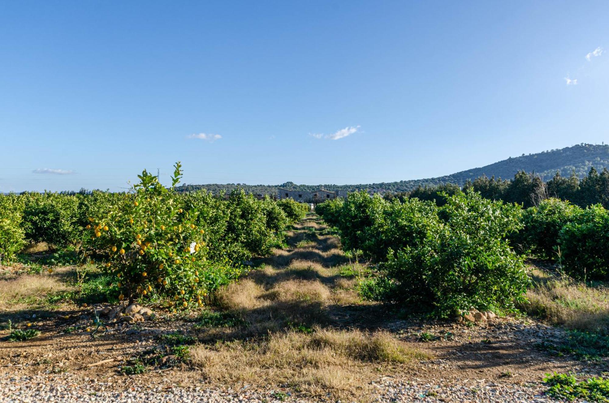El Limonar De Mallorca - Agroturismo Ballerics Экстерьер фото