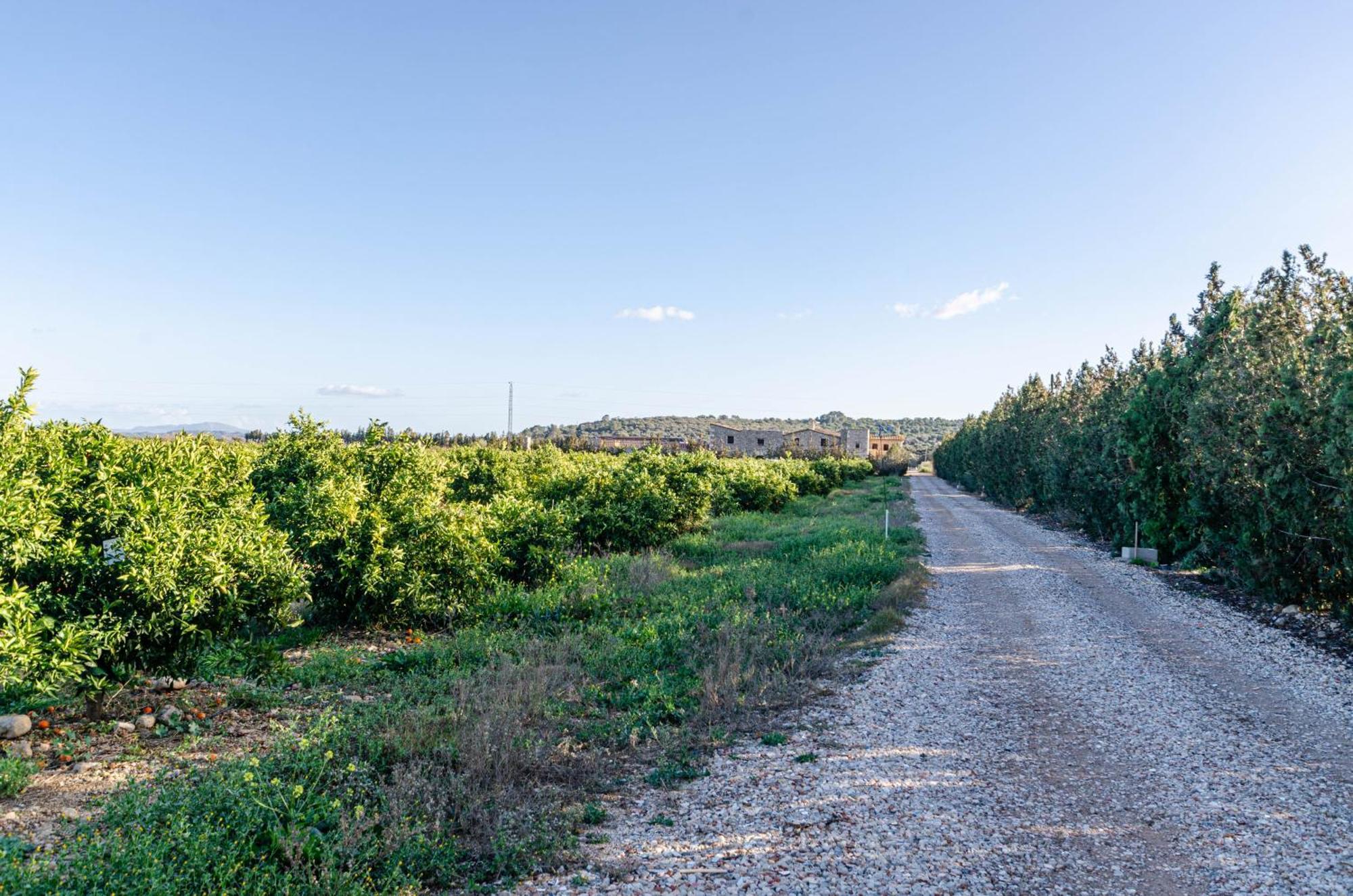 El Limonar De Mallorca - Agroturismo Ballerics Экстерьер фото